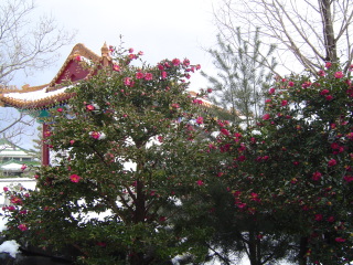 ���≀�ɍ炢�Ă����ցi�R���Ԃ��ȁH�j