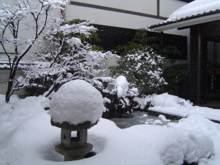 �^�����Ȑ�̉Ԃ��炢�Ă��܂����B