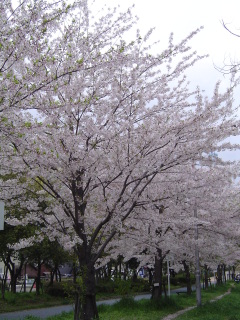 ������̖؂̉�